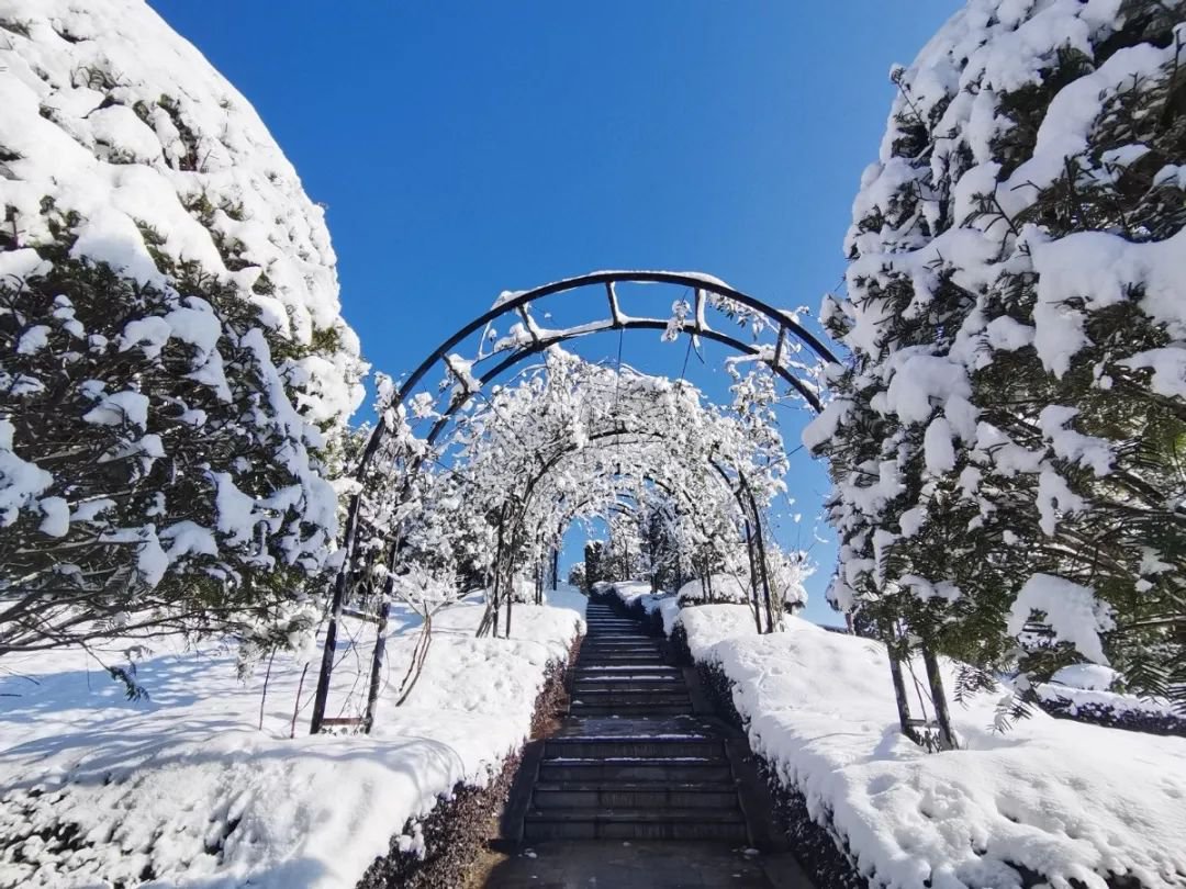 雪落玉龙，三冬含暖。